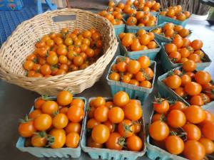 Sungold Tomatoes Ready For Sale
