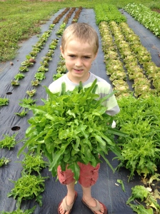 Josiah Harvesting Head Lettuce