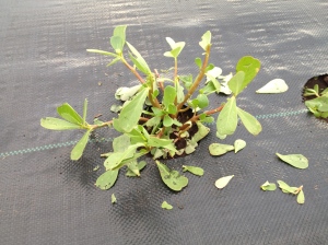 Purslane Took a Beating From Hail